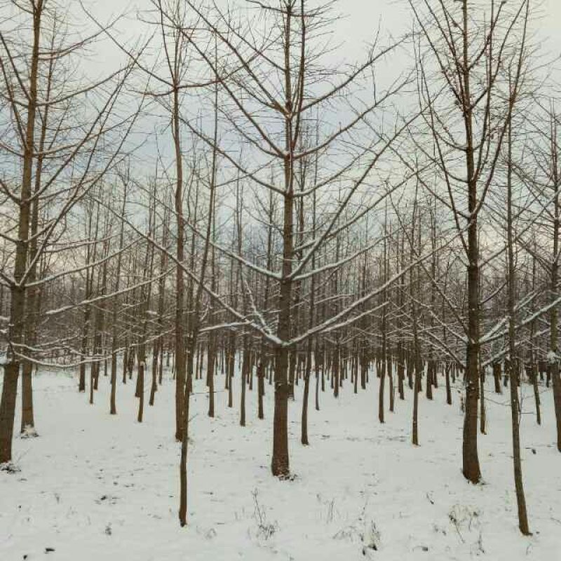 银杏桩10~15cm