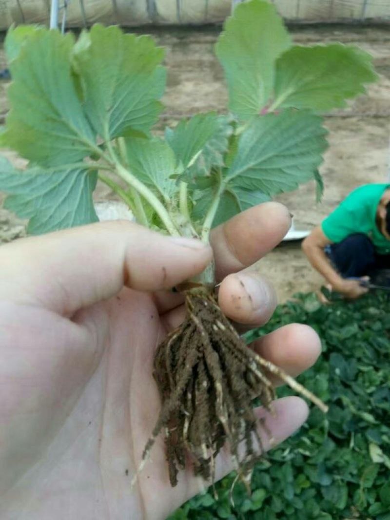 草莓苗章姬草莓苗产量高