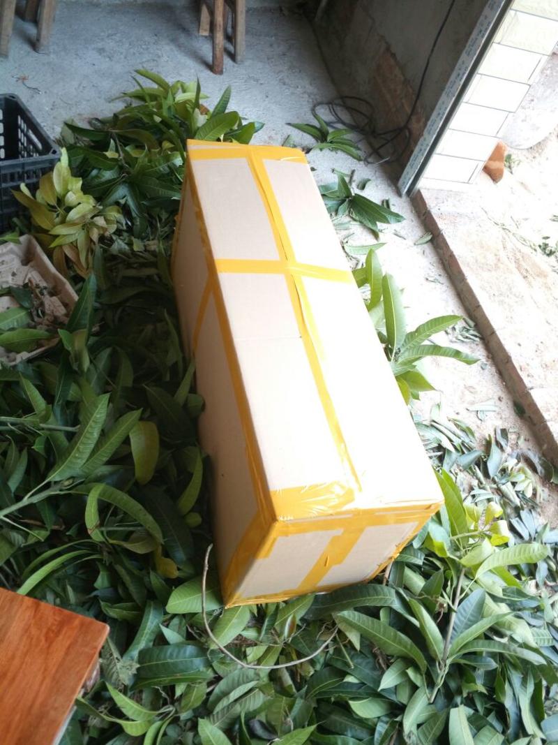 安岳柠檬苗50~80cm