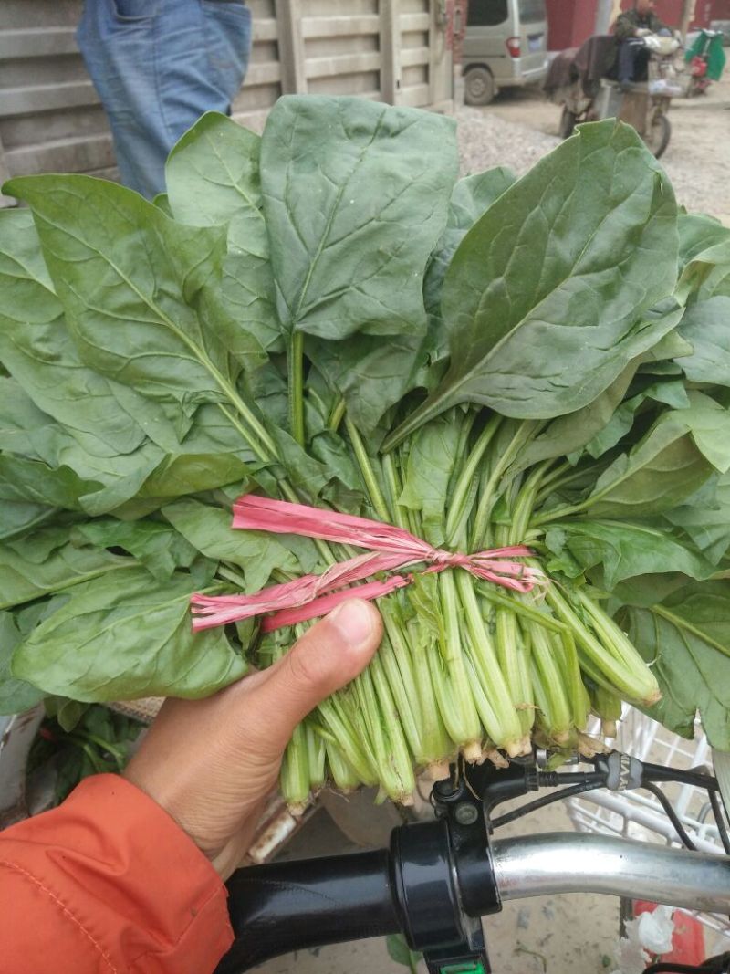 菠菜20~25厘米