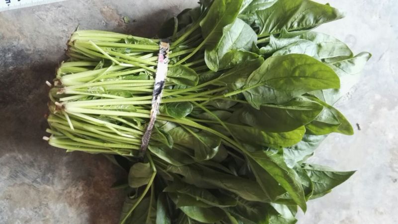 菠菜30~35厘米
