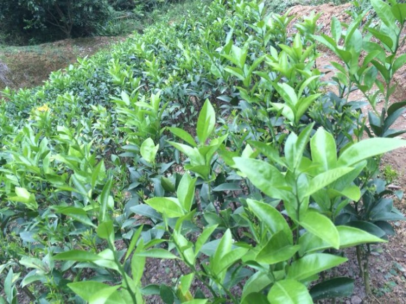 红江橙苗