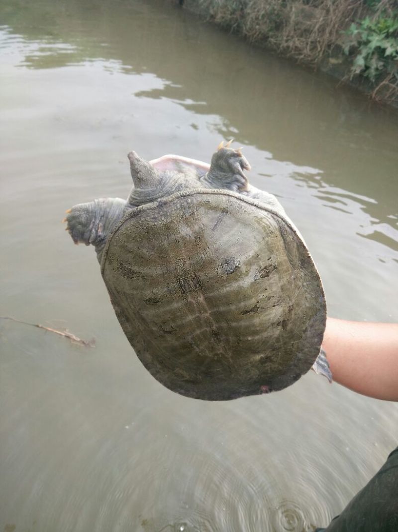 生态甲鱼