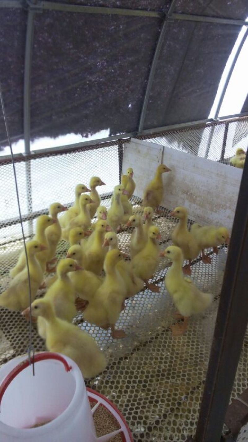 三花鹅苗250g以下