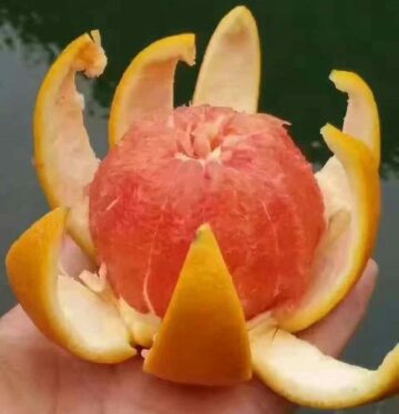 塔罗科血橙苗50~80cm