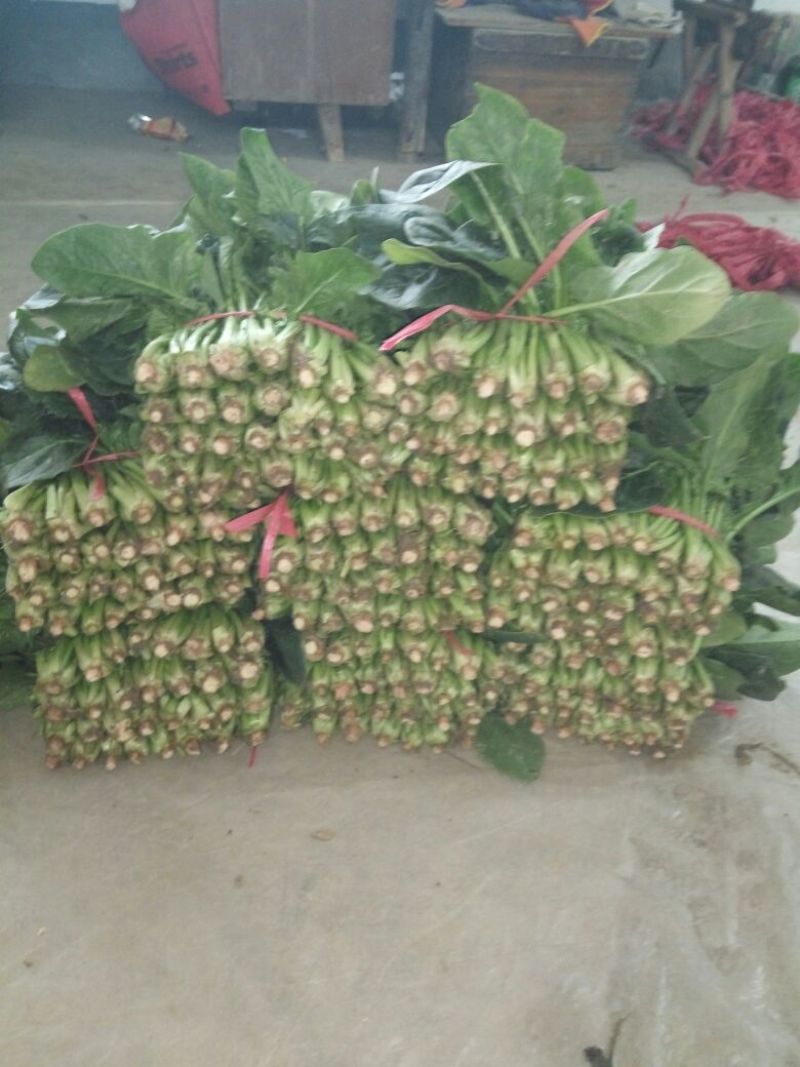 大叶菠菜