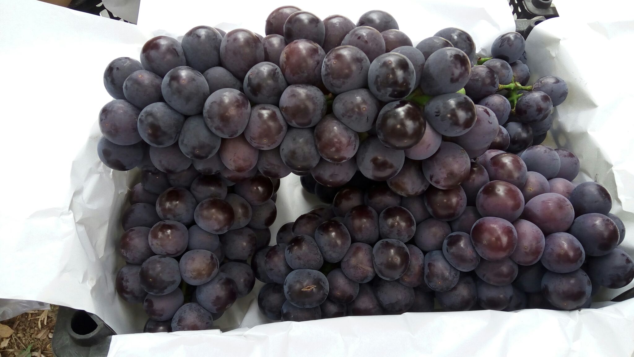 陕西宝鸡市渭滨区巨峰葡萄 2斤以上 5%以下批