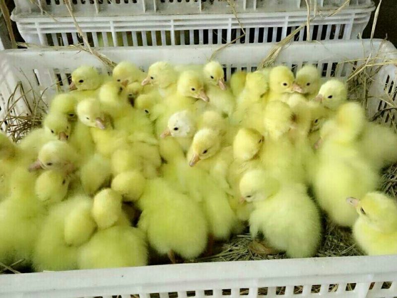 泰州白鹅鹅苗250g以下
