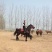 肉马300~400kg