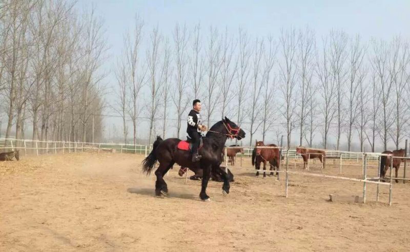 肉马300~400kg