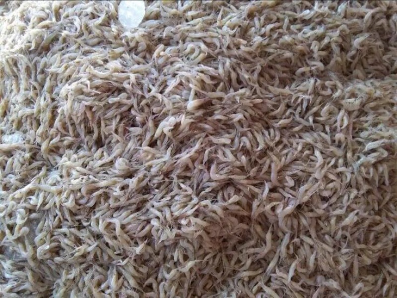河虾