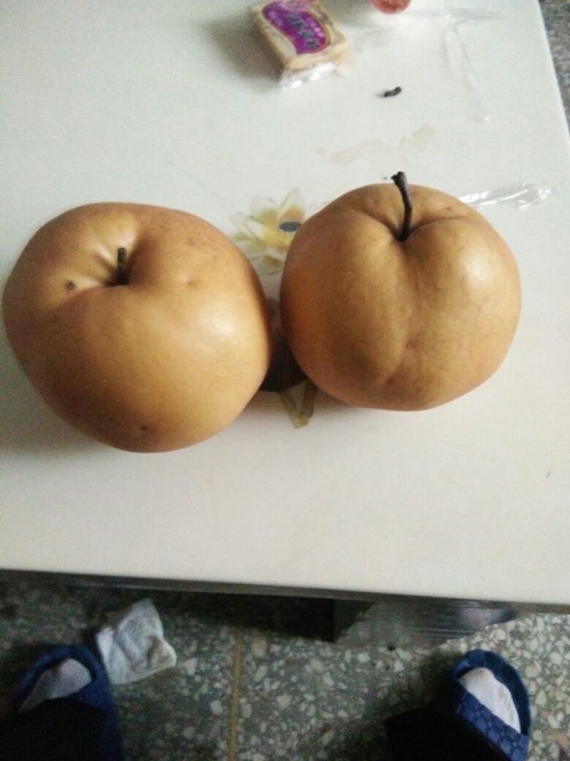 晚秋黄梨300~350g纸箱