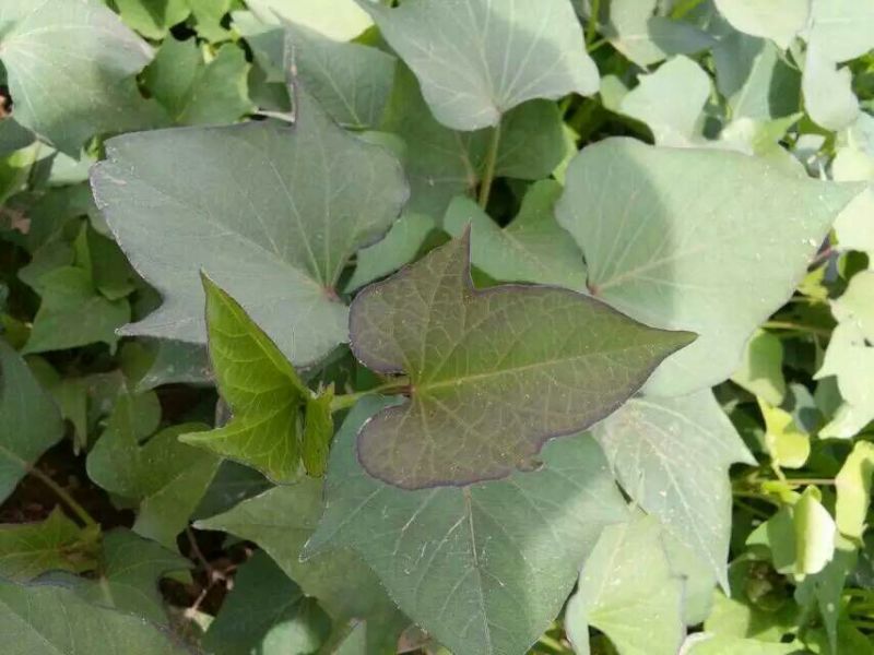 苏薯8号红薯苗25~35cm
