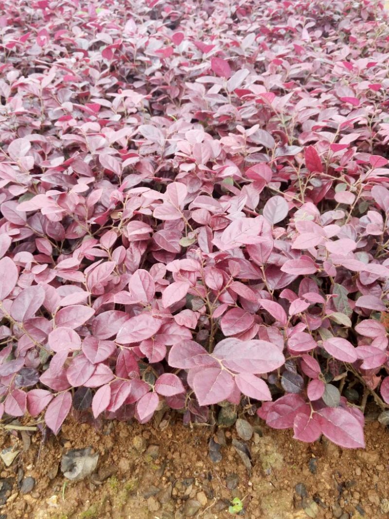 杜鹃2~4cm4cm以下0.5~1米