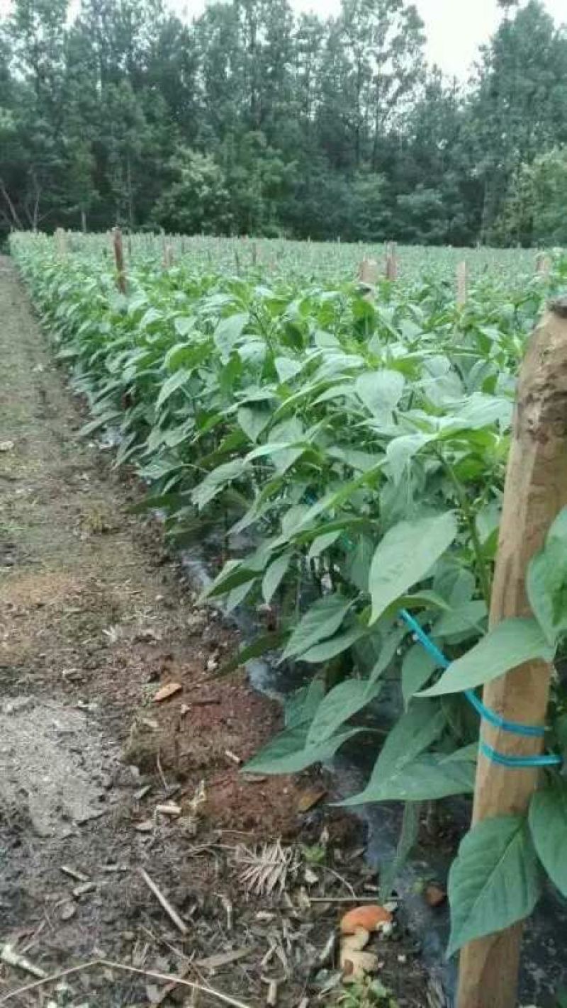 芜湖椒10~15厘米青