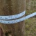 紫薇树8~10cm2.5~3米2~3米