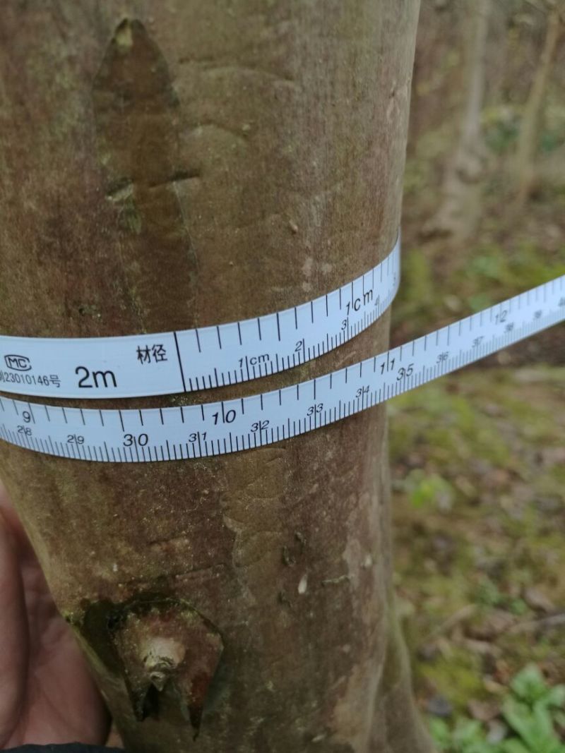紫薇树8~10cm2.5~3米2~3米