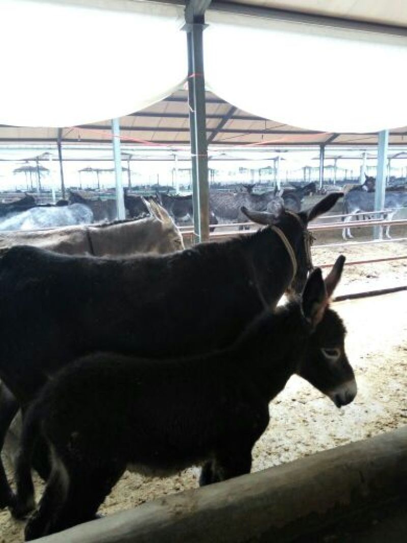 育肥牛犊100~200kg，支持视频看货，专业养殖