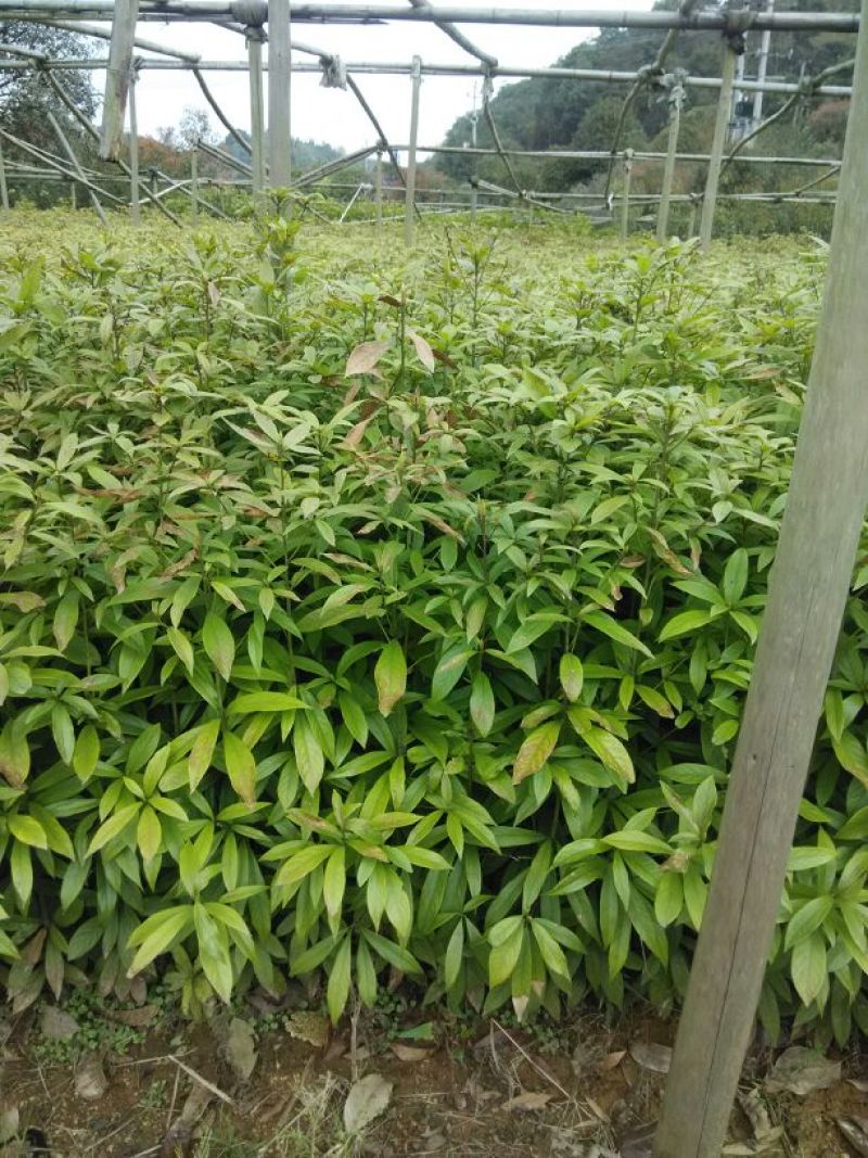 金丝楠木小苗，小叶桢楠价格，8-15cm移栽金丝楠木树价