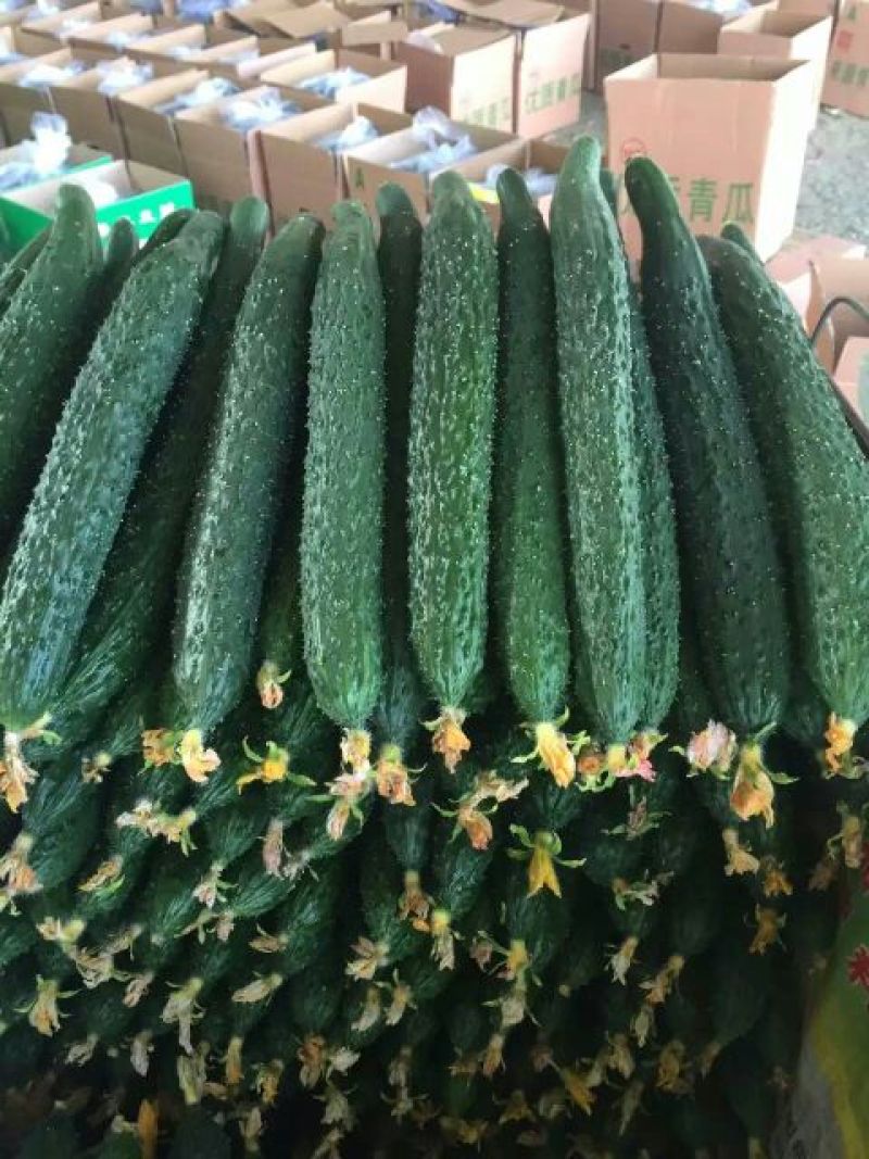 黄瓜干花带刺25公分以上
