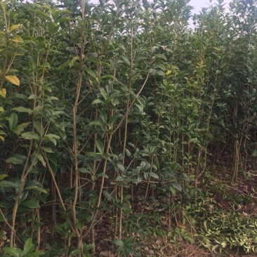 桂花树