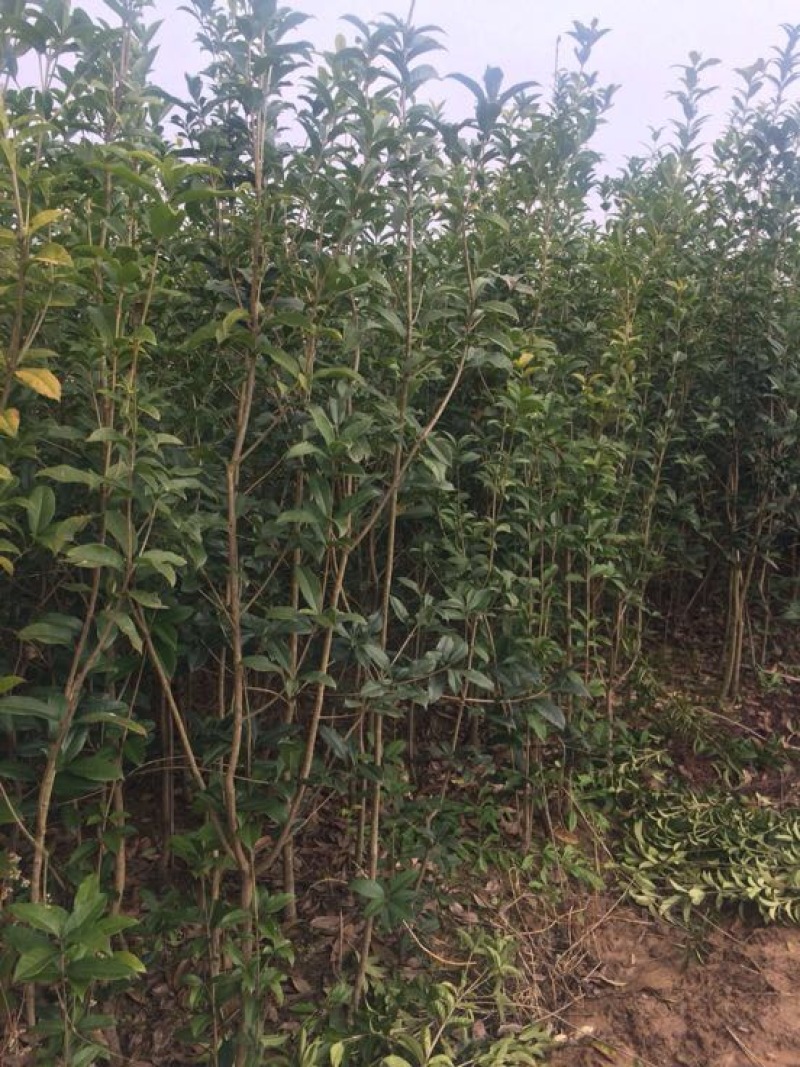 桂花树