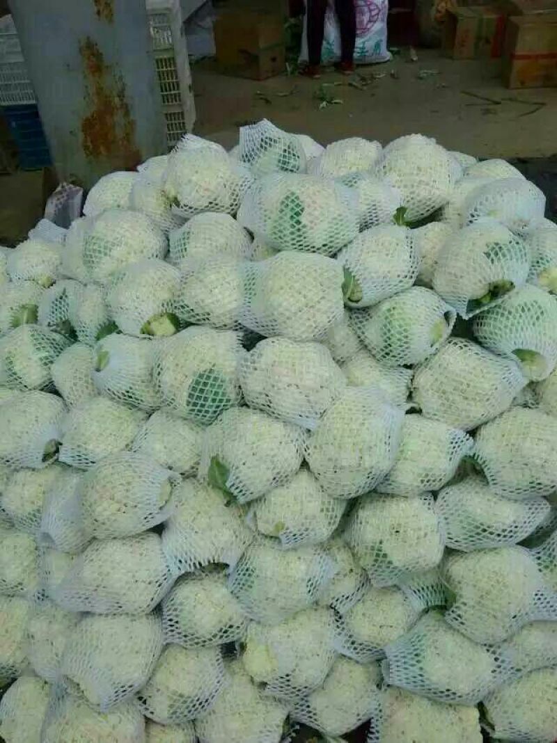 菠菜