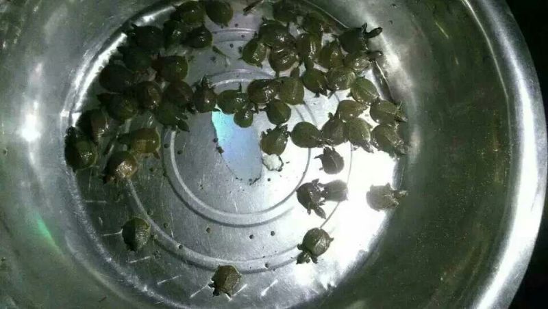 甲鱼苗饲料、中华鳖`本场还有珍珠鳖、草龟出售、