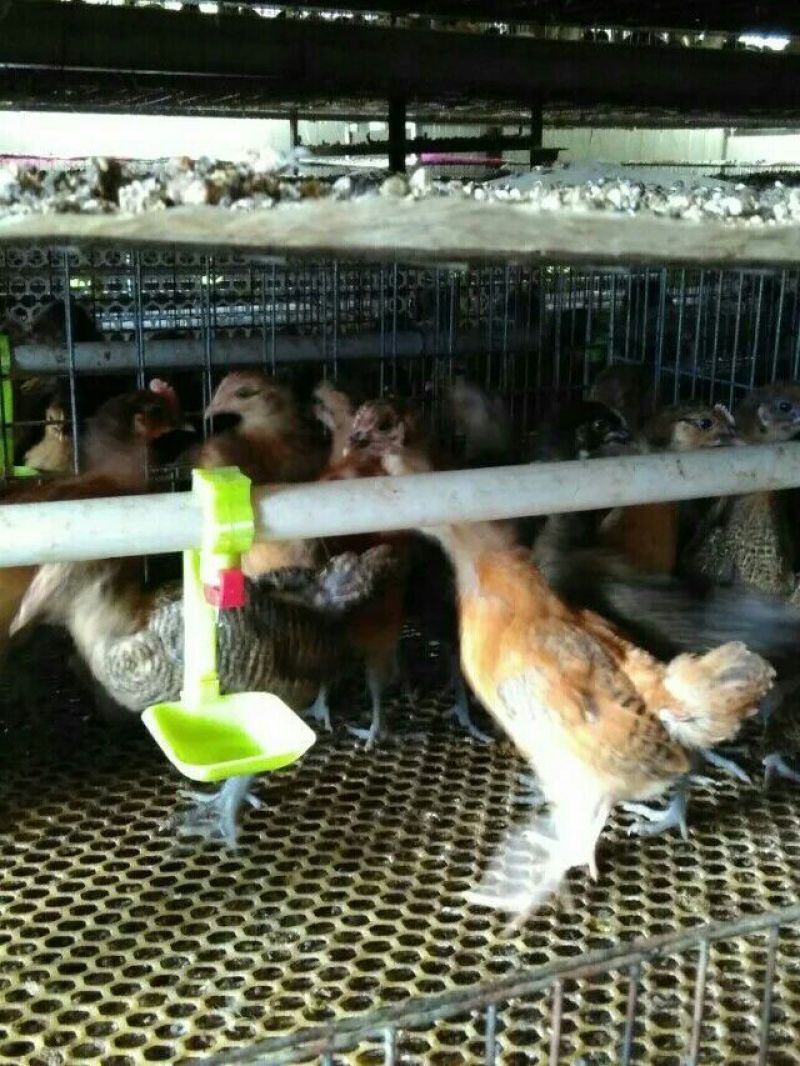 脱温鸡1斤以下
