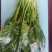 大叶菠菜15~20厘米
