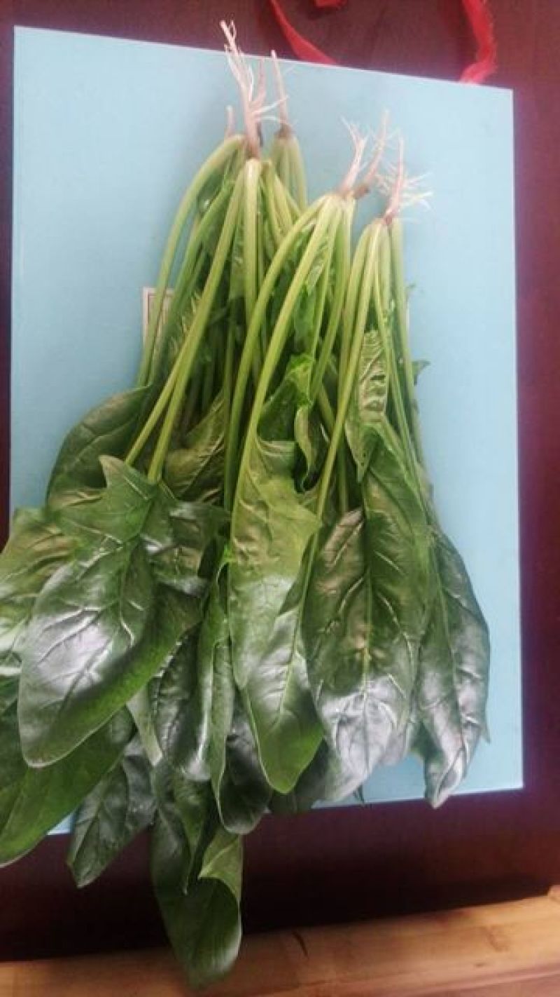大叶菠菜15~20厘米