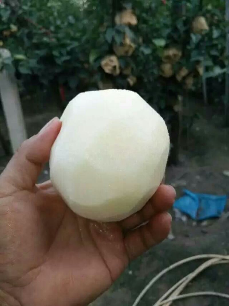 晚秋黄梨600g以上纸箱