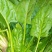 大叶菠菜15~20厘米
