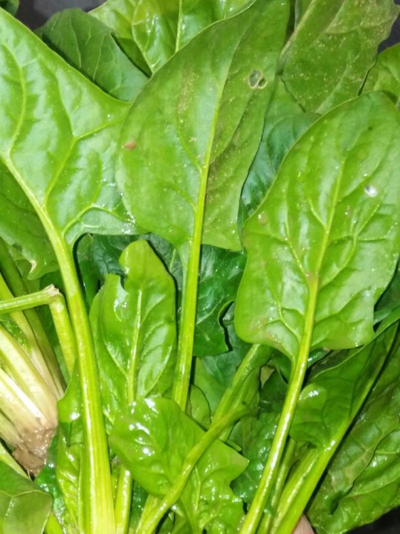 大叶菠菜15~20厘米