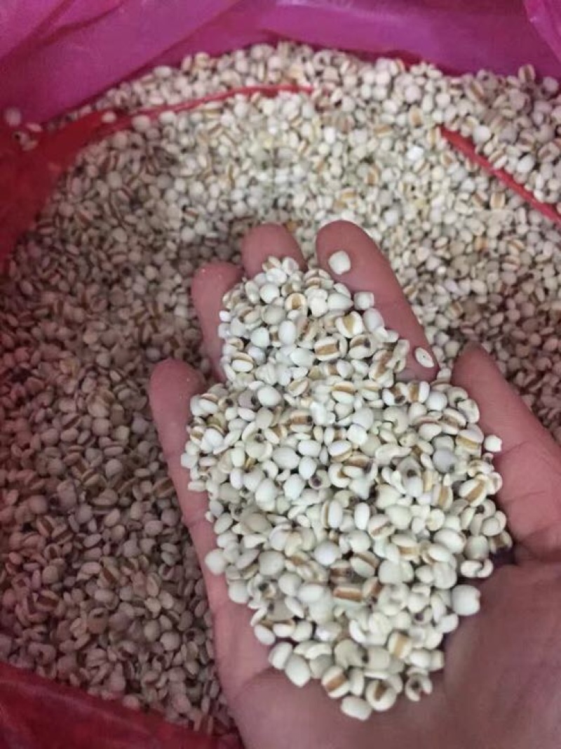 薏米