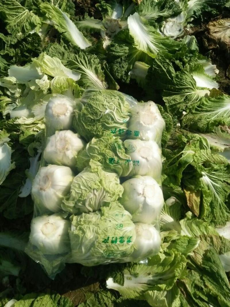 河南万亩白菜青杂三号白菜4~6斤，价格便宜，欢迎选购