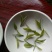本山茶特级