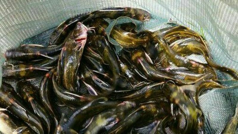 异育银鲫垂钓