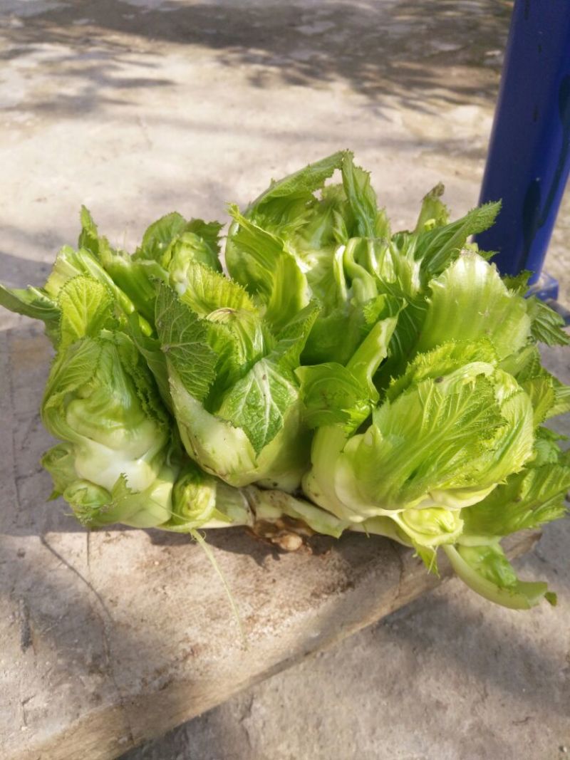 儿菜5两以上