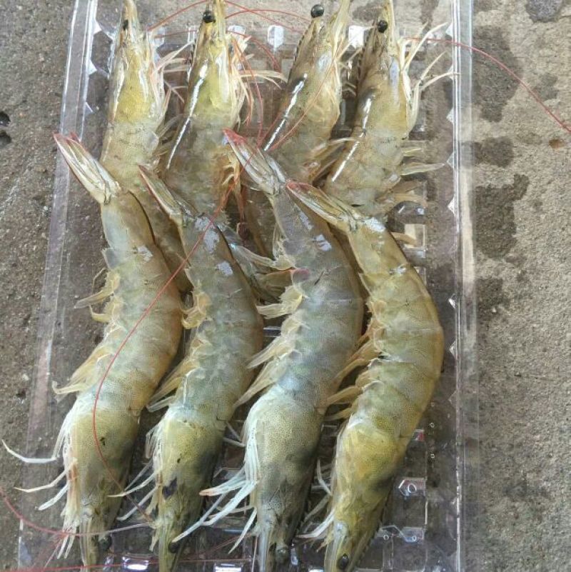 青虾食用26~30只/kg