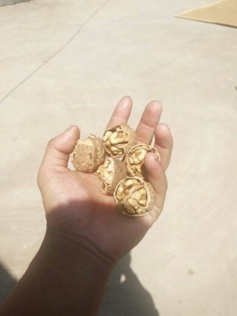 薄皮核桃30mm以上去皮