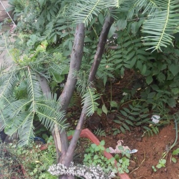 三尖杉/中华粗榧杉1~5年苗嵩县彩叶花木供应