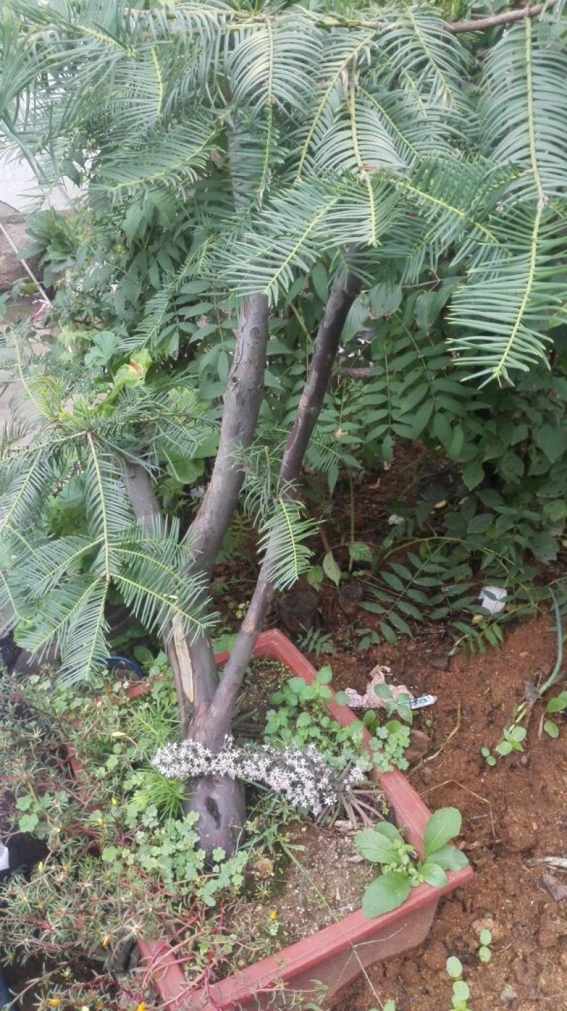 三尖杉/中华粗榧杉1~5年苗嵩县彩叶花木供应