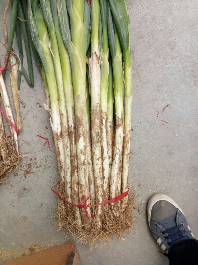 长白大葱净葱2cm左右30~40cm