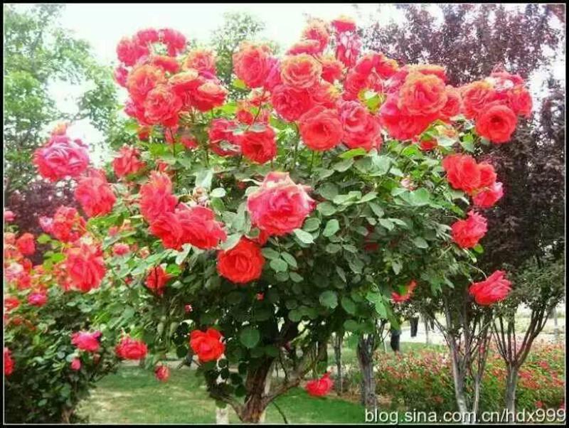玫瑰盆花