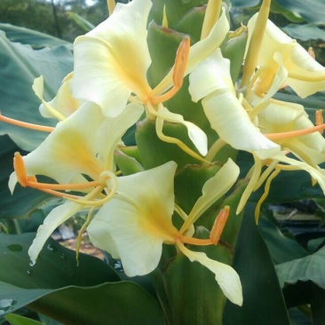姜花20~30cm