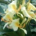 姜花20~30cm