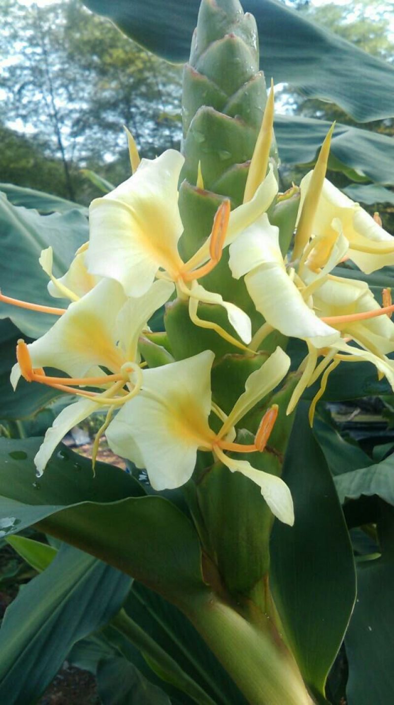 姜花20~30cm