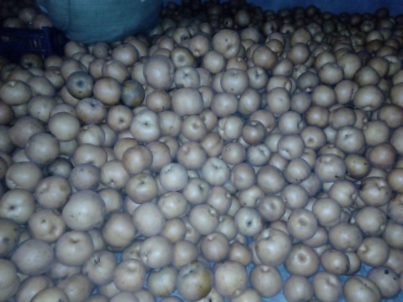 晚秋黄梨450~500g纸袋