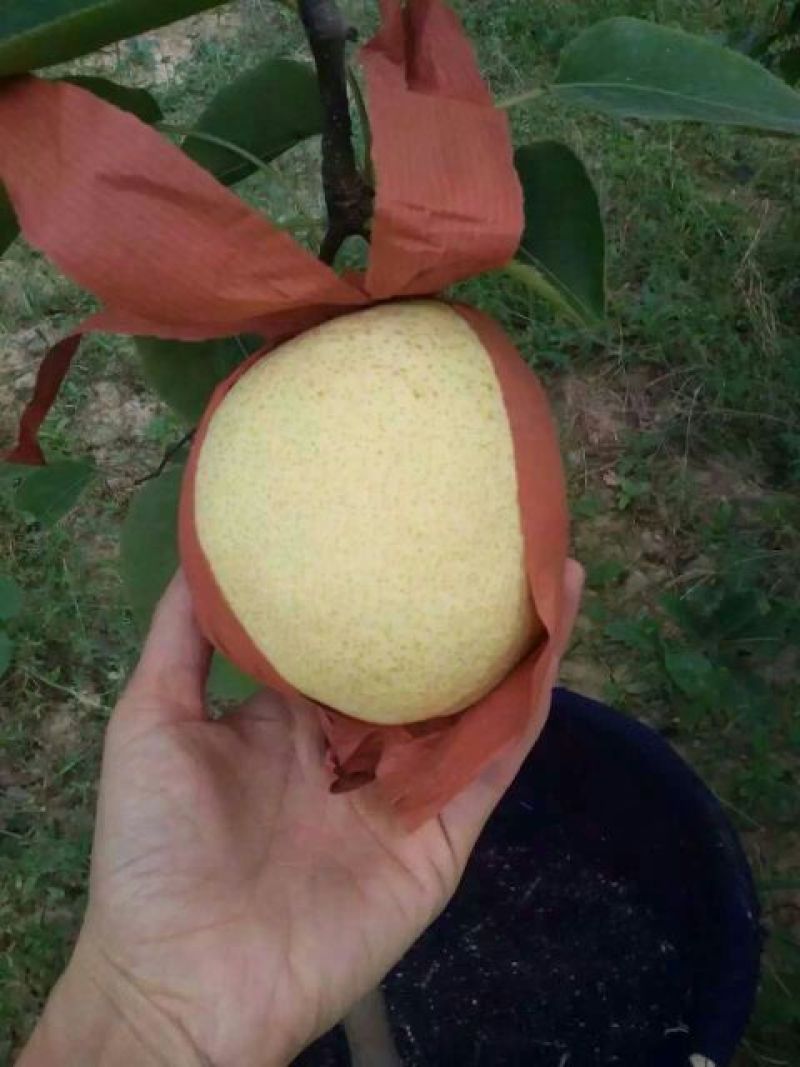 礼泉酥梨纸箱
